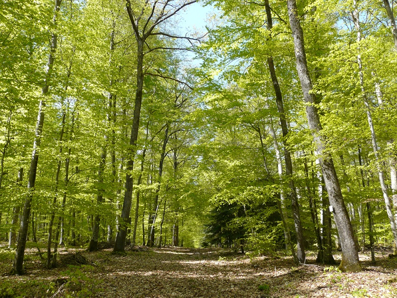 Randonner en forêt des Colettes