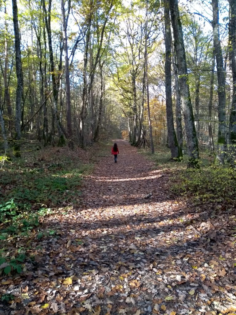 Randonnée en forêt des Colettes