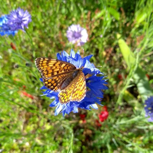 Biodiversité à Bellenaves